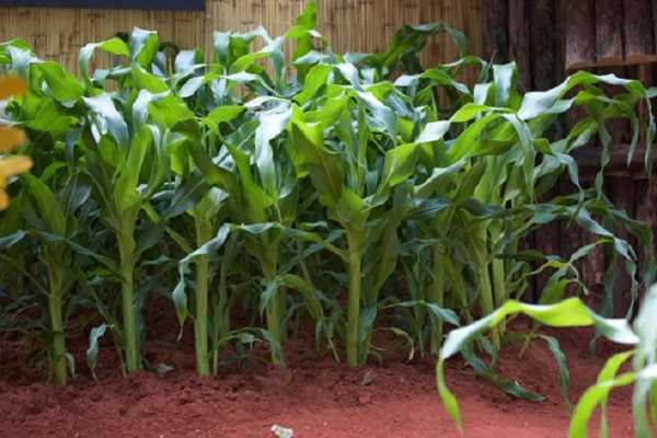 Земляничная кукуруза декоративная: описание сорта, посадка, выращивание и уход с фото