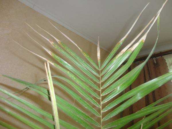 Арека пальма уход в домашних условиях