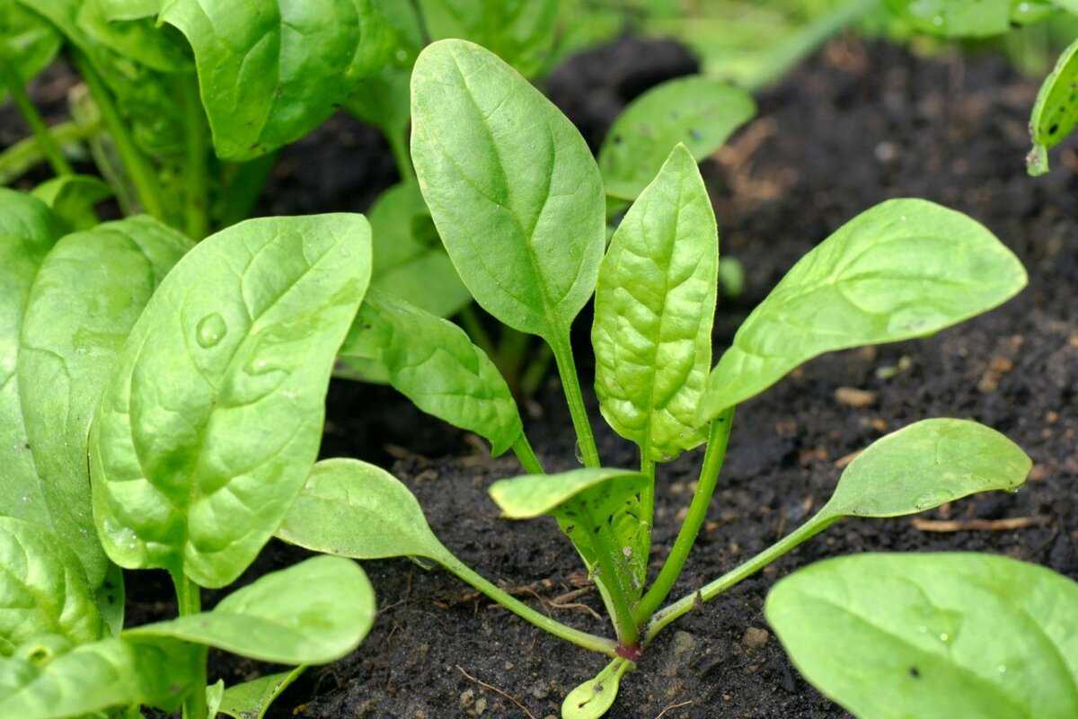 Выращивание шпината: все от посадки до уборки