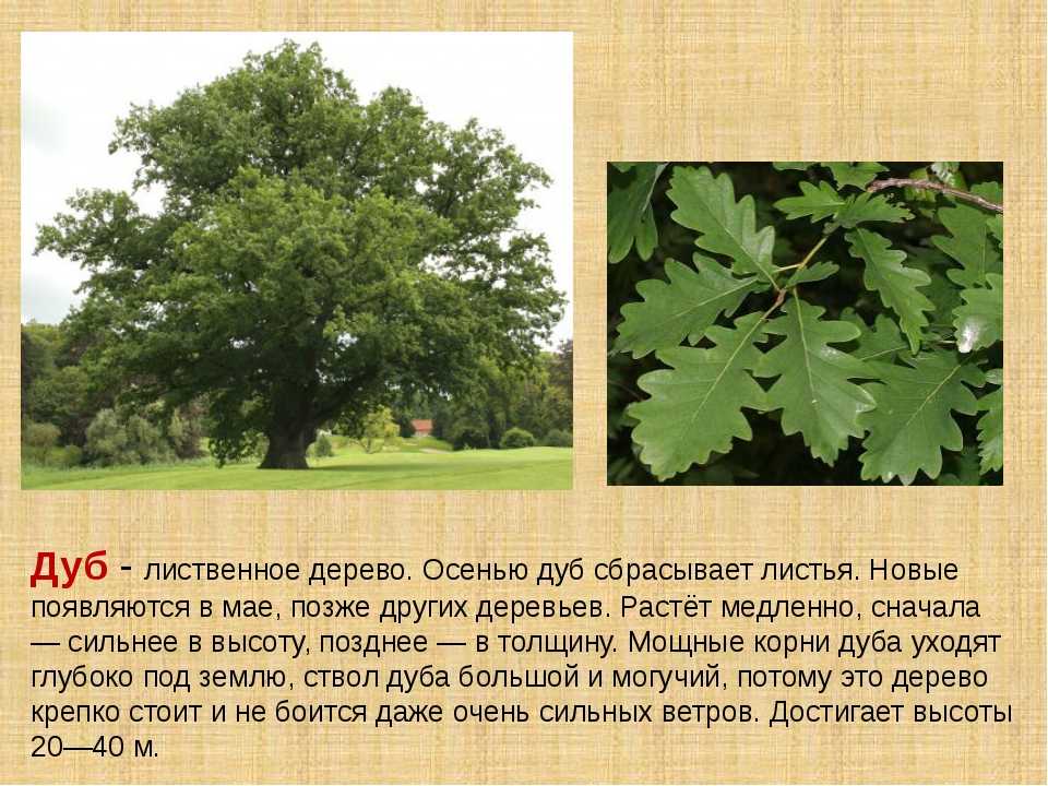 Ясень: внешний вид дерева, особенности посадки и ухода