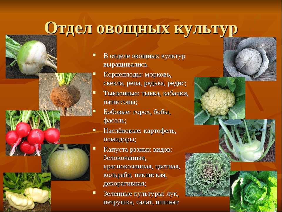 Особенности выращивания зеленных овощных культур