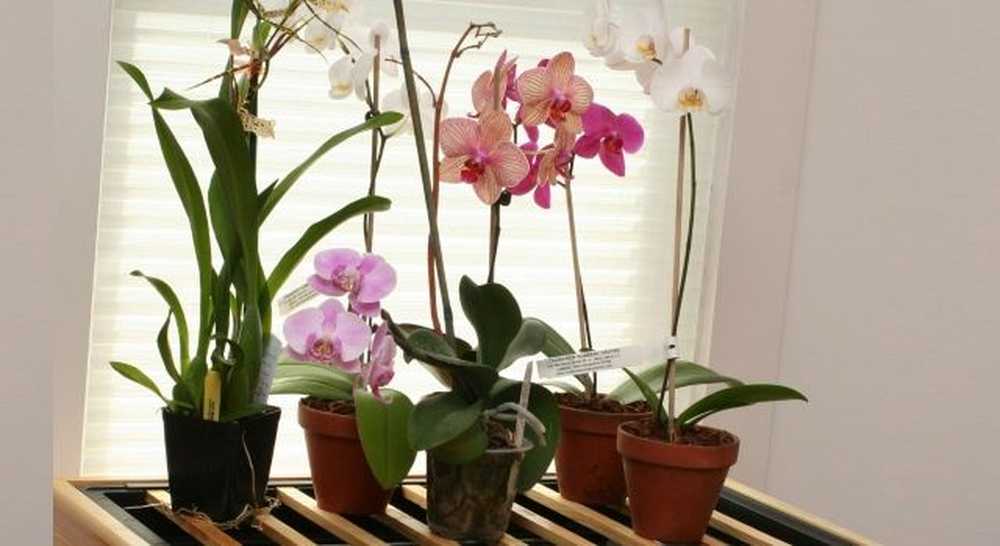 Какое влияние оказывает орхидея по фен-шуй на ваш дом