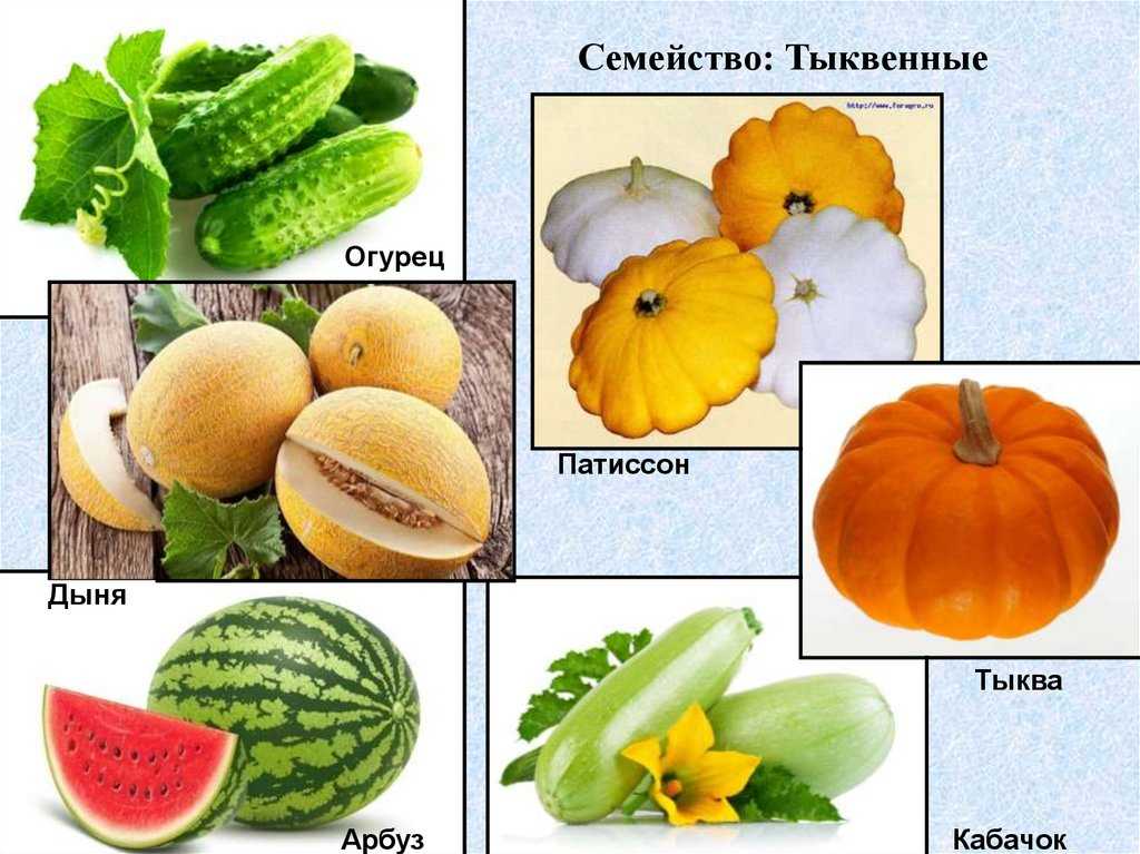 Краткий обзор выращиваемых тыквенных культур — floraprice.ru