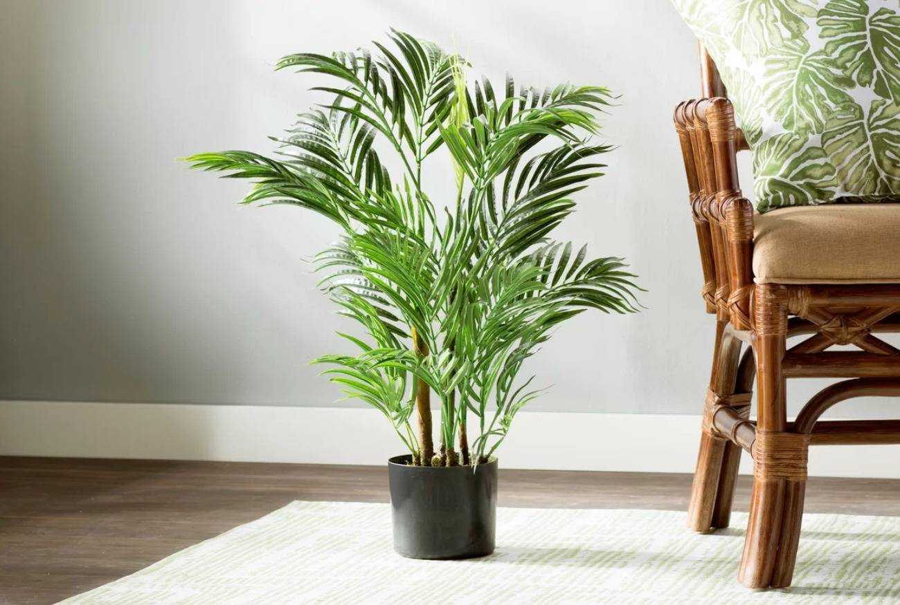 Уход за хризалидокарпусом в домашних условиях: почему сохнут листья на пальме