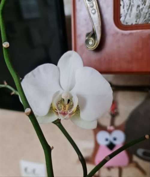 Описание с фото болезней орхидей фаленопсис и других (листьев, корней, бутонов цветов, цветоносов) и их лечения