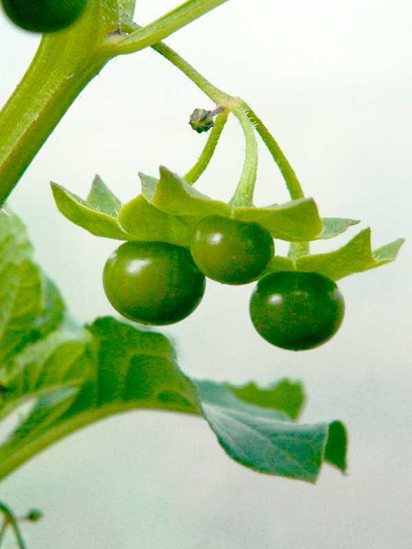 Сараха съедобная — экзотические «помидорчики» со вкусом винограда
