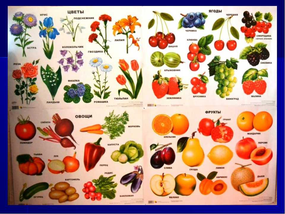 Овощи — список, фото