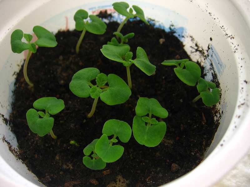 Сальвия луговая - сальвия - травянистые растения для открытого грунта - greeninfo.ru