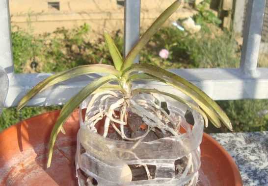 Орхидея ванда - уход, пересадка и размножение в домашних условиях, видео