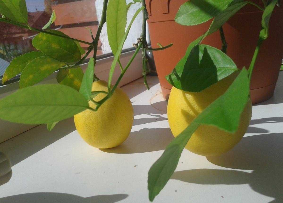Комнатный лимон: уход в домашних условиях, как вырастить, таблицы