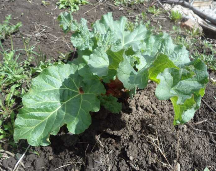 Ревень (rheum): как выращивать овощное растение в саду и на даче