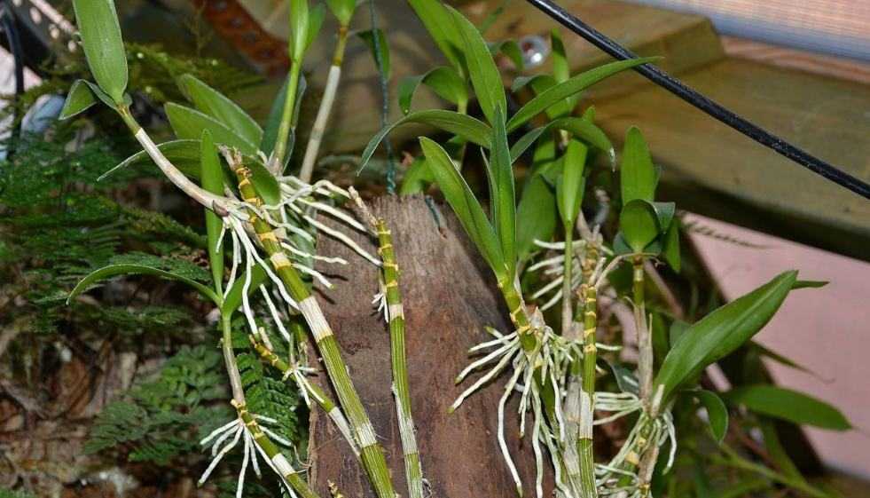 Орхидея дендробиум: посадка, уход, пересадка, размножение