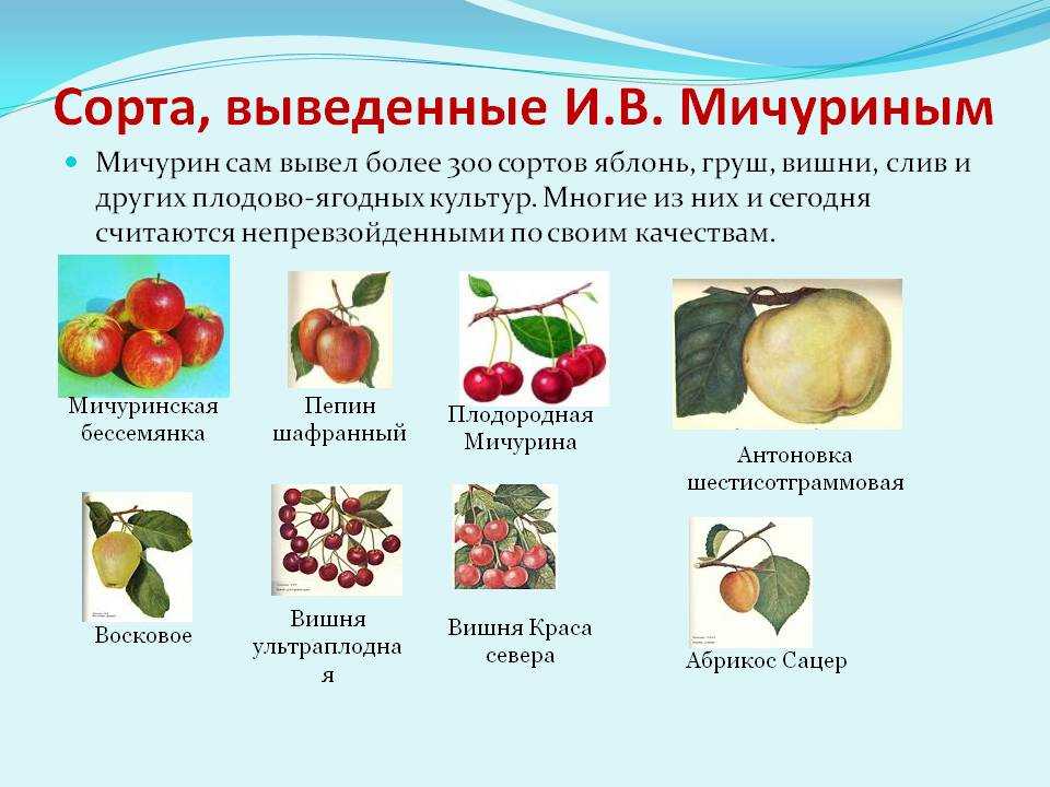 Мичурин иван владимирович: лучшие сорта плодовых и ягодных культур, созданные культовым биологом | сад и огород