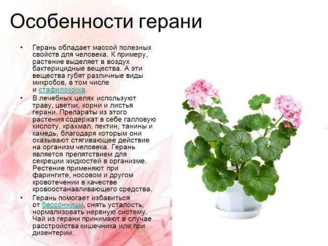 Пеларгония вектис розебуд - аграрный справочник