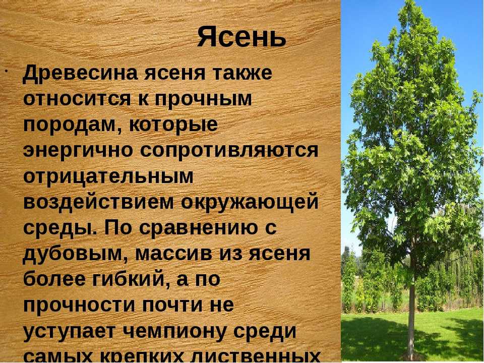Также дерево является. Ясень дерево. Ясень дерево описание. Лиственные породы древесины. Ясень древесина характеристики.