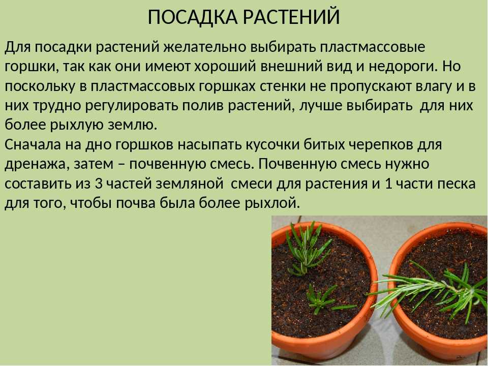 Выращивание рута овощная кружевница. выращивание руты, особенности ухода за цветком