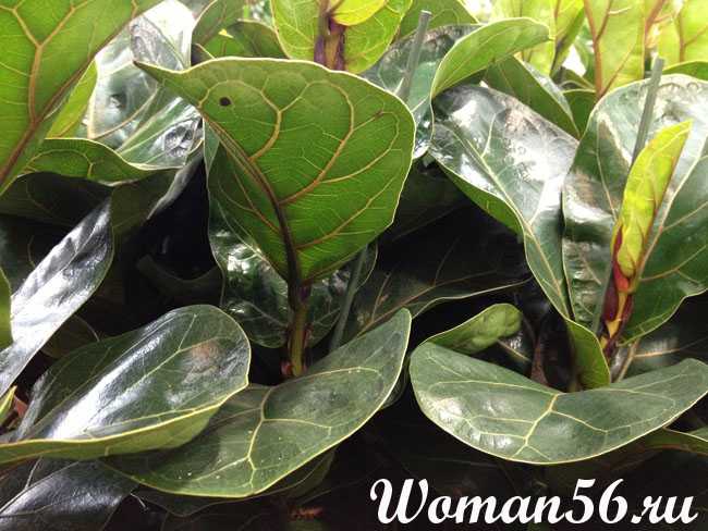 Древовидное вечнозеленое растение — фикус «лирата». фикус лировидный — уход и размножение в домашних условиях, фото