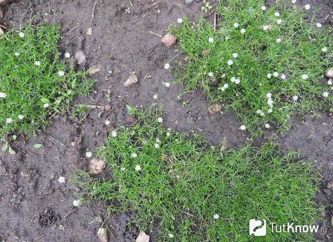 Мшанка шиловидная: выращивание из семян, посадка и уход, фото