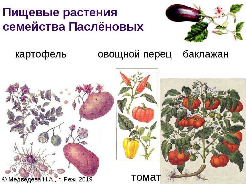 Пасленовые растения (семейство пасленовых)