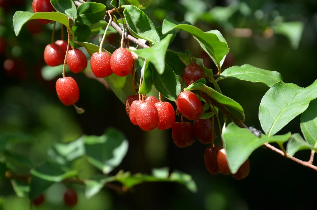 Гуми ягода: полезные свойства, выращивание на садовом участке