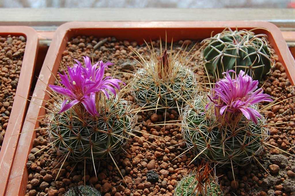 Пустынные кактусы: уход и разновидности растения