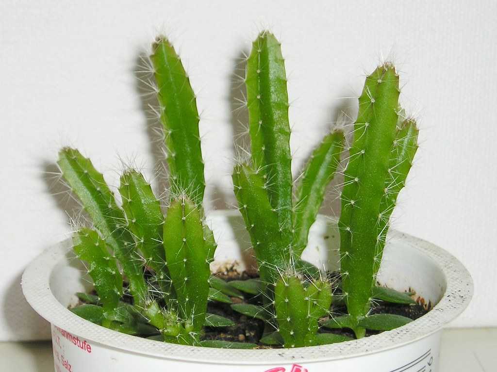 Гилоцереус комнатное растение в домашних условиях, фото кактуса, выращивание из семян