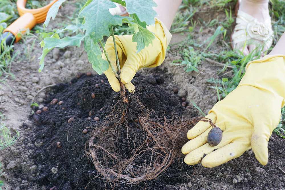 Как посадить дуб: пошаговая технология посадки, советы по уходу и особенности выращивания (85 фото и видео)
