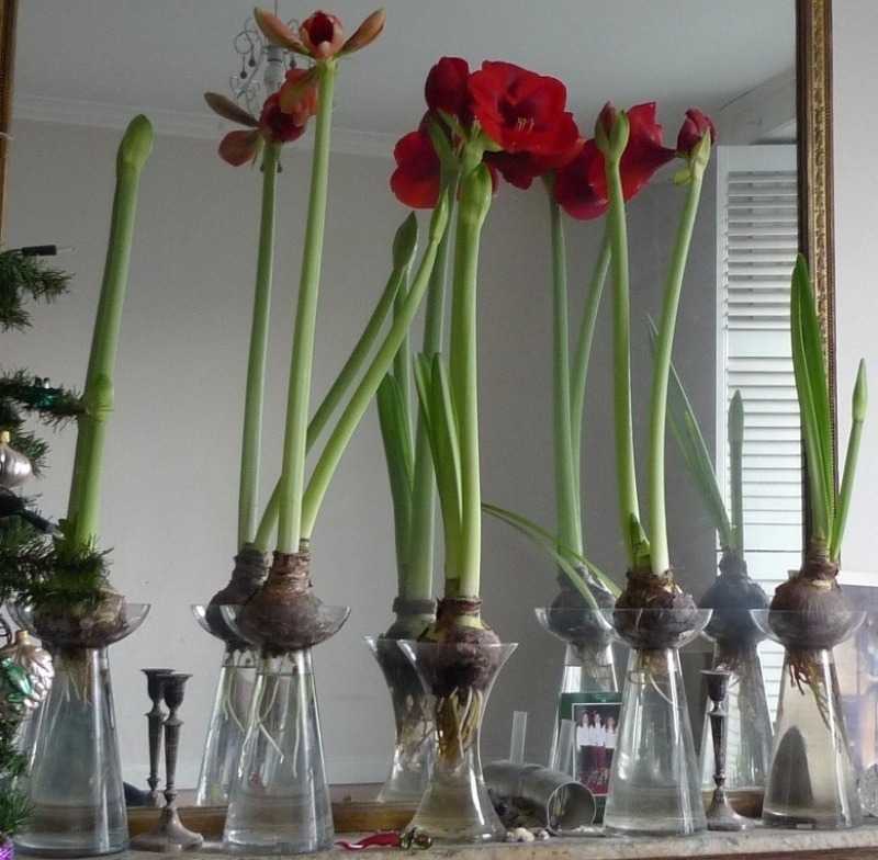 Тюльпаны с луковицами можно ставить в воду