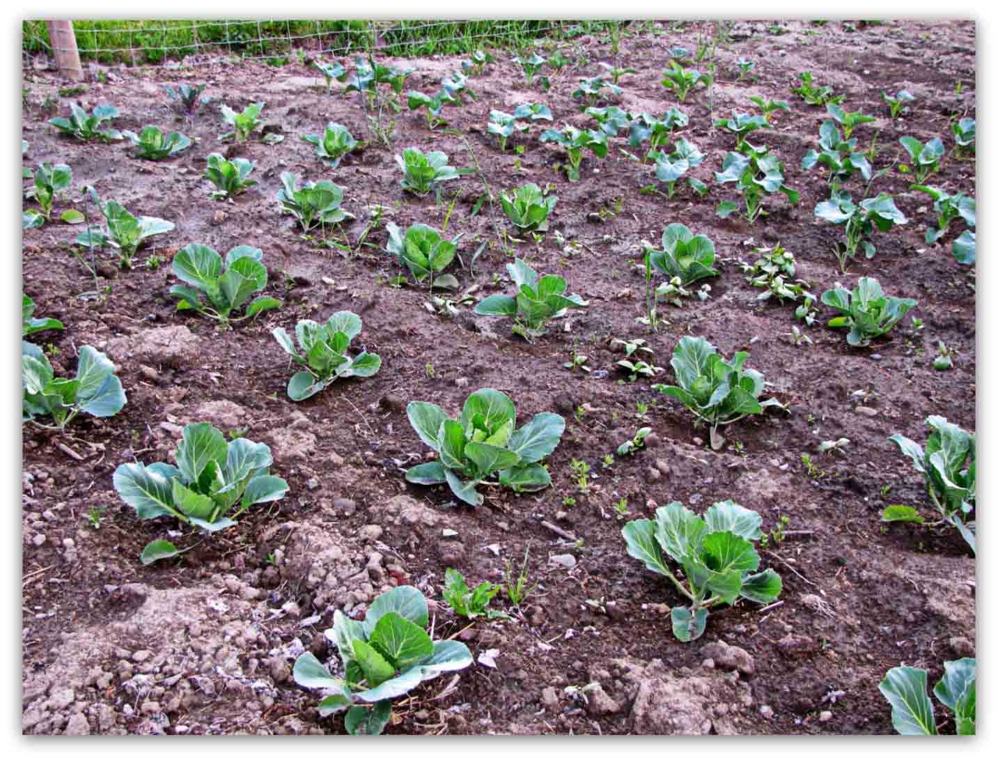 Выращивание и уход за белокочанной капустой