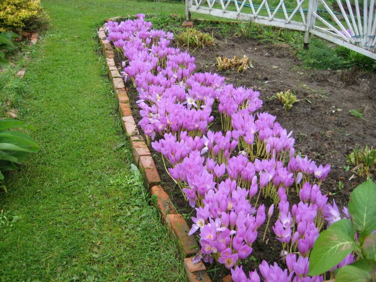 Крокус (120 фото): весенние и осенние, посевной и фиолетовый, посадка и уход в открытом грунте, уход после цветения