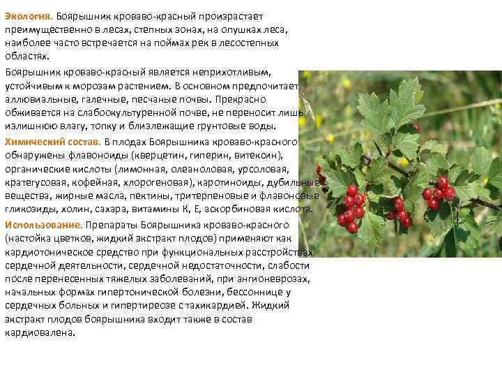 Боярышник кроваво-красный или сибирский (crataegus sanguinea): описание, применение