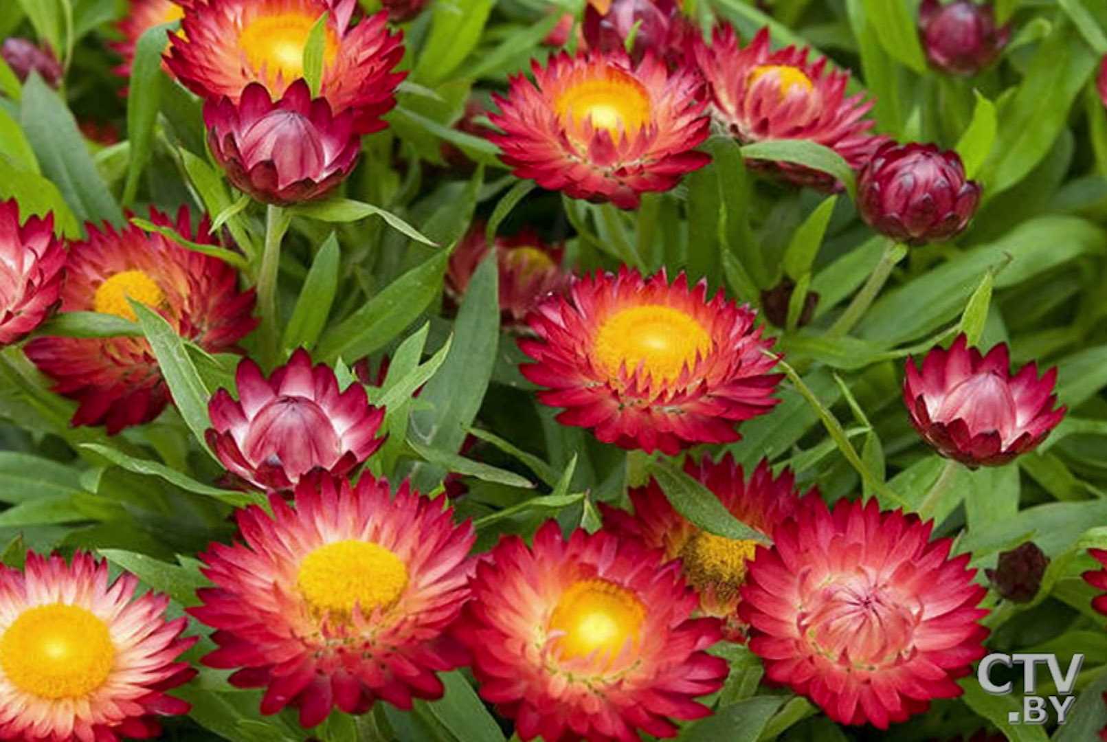Гелихризум (helichrysum): выращивание 16 видов бессмертника, фото цветов