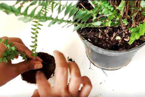 Выращиваем тропический папоротник нефролепис дома: уход, условия содержания и особенности размножения | строительный портал