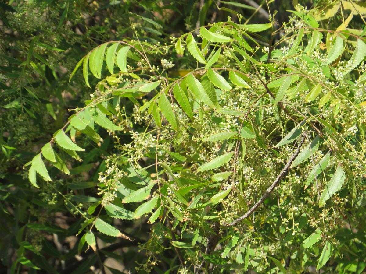 Ним (neem): полезные свойства и противопоказания