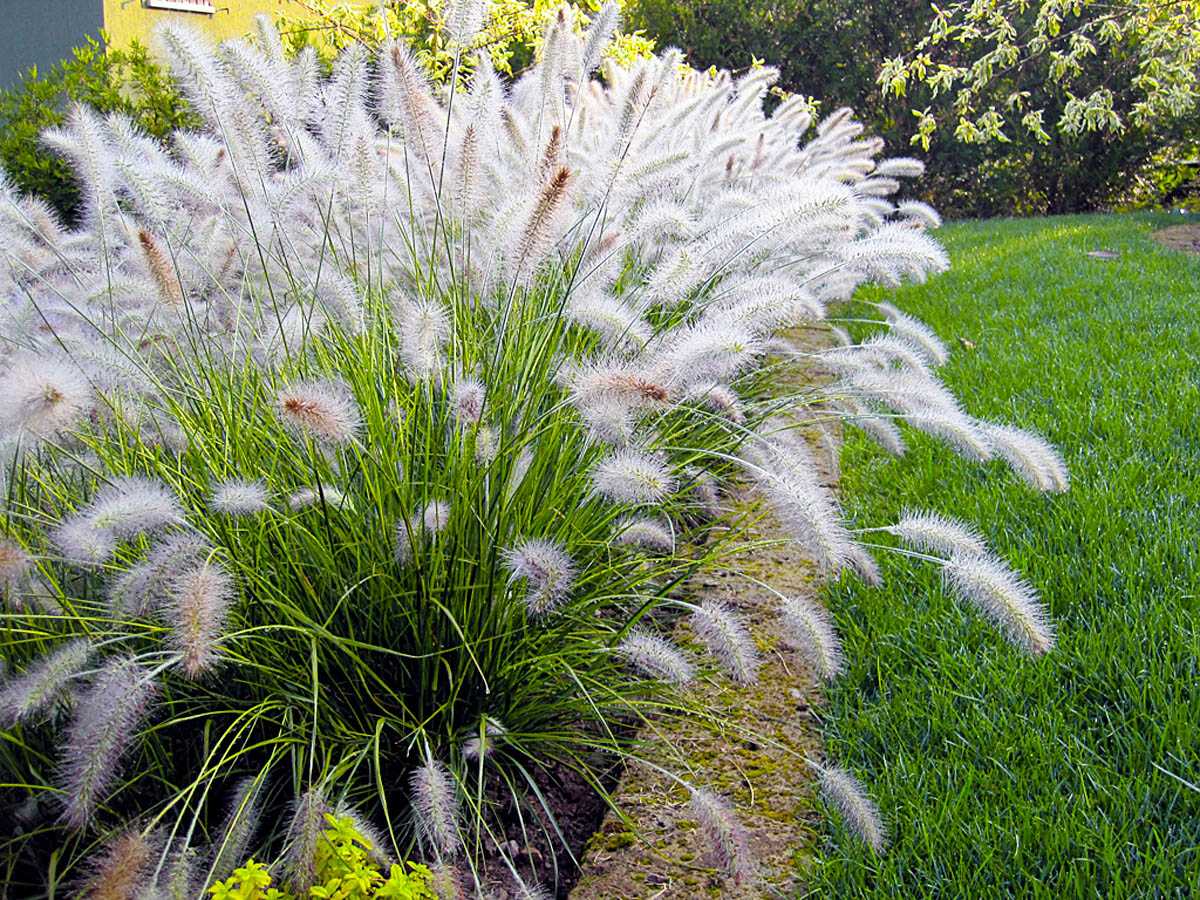 Декоративные злаки и травы в ландшафтном дизайне, фото
