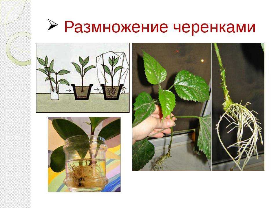 Как размножить комнатное растение листовыми черенками
