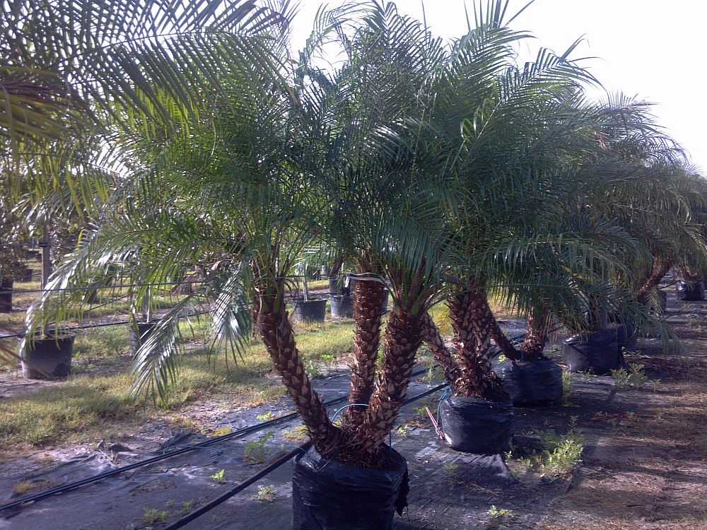  как вырастить финиковую пальму из косточки в домашних условиях