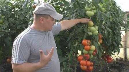 Как можно равномерно укрупнить плоды на помидорах без подкормок.