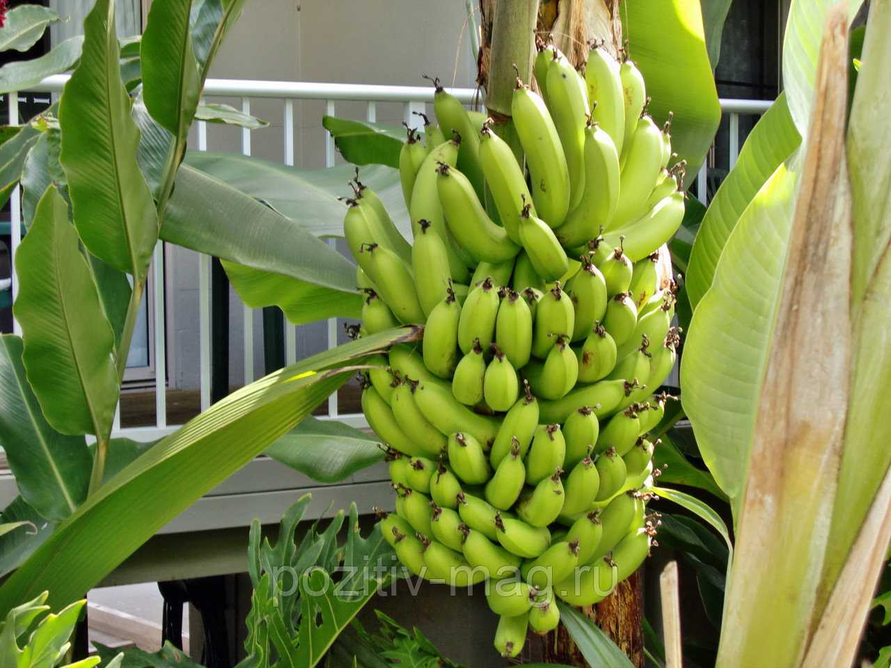 Как вырастить банан дома, описание, виды и сорта с фото