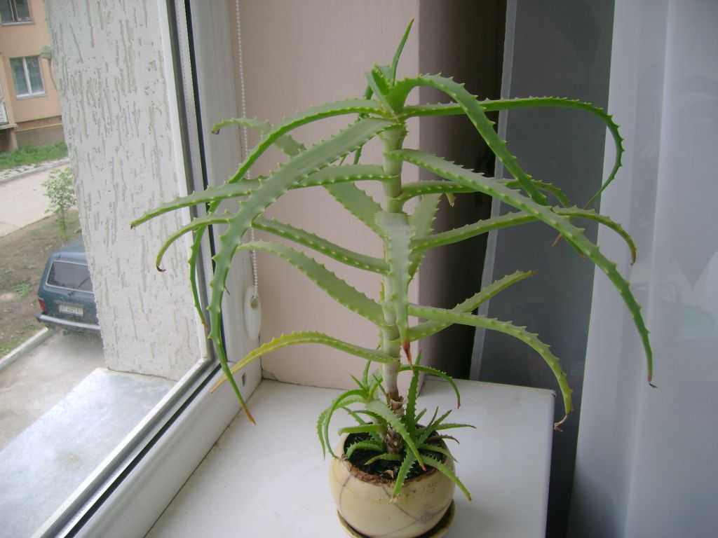 Суккулент алоэ вера (aloe vera): детальная информация о растении