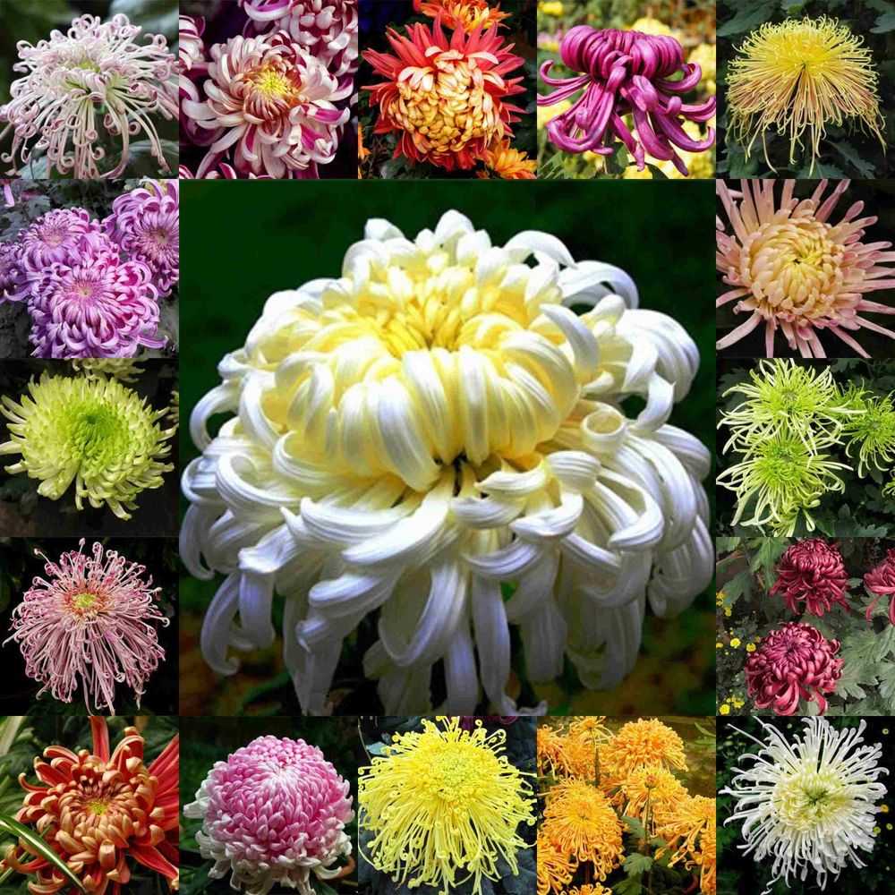 Выращивание хризантемы в теплице, выгонка парниковых цветов, как выращивать гладиолусы своими руками: инструкция, фото и видео-уроки, цена