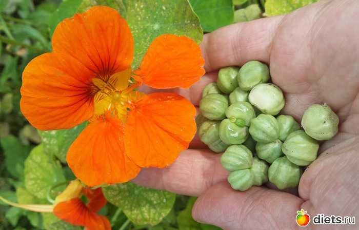 Настурция - выращивание настурции из семян, уход и полезные свойства