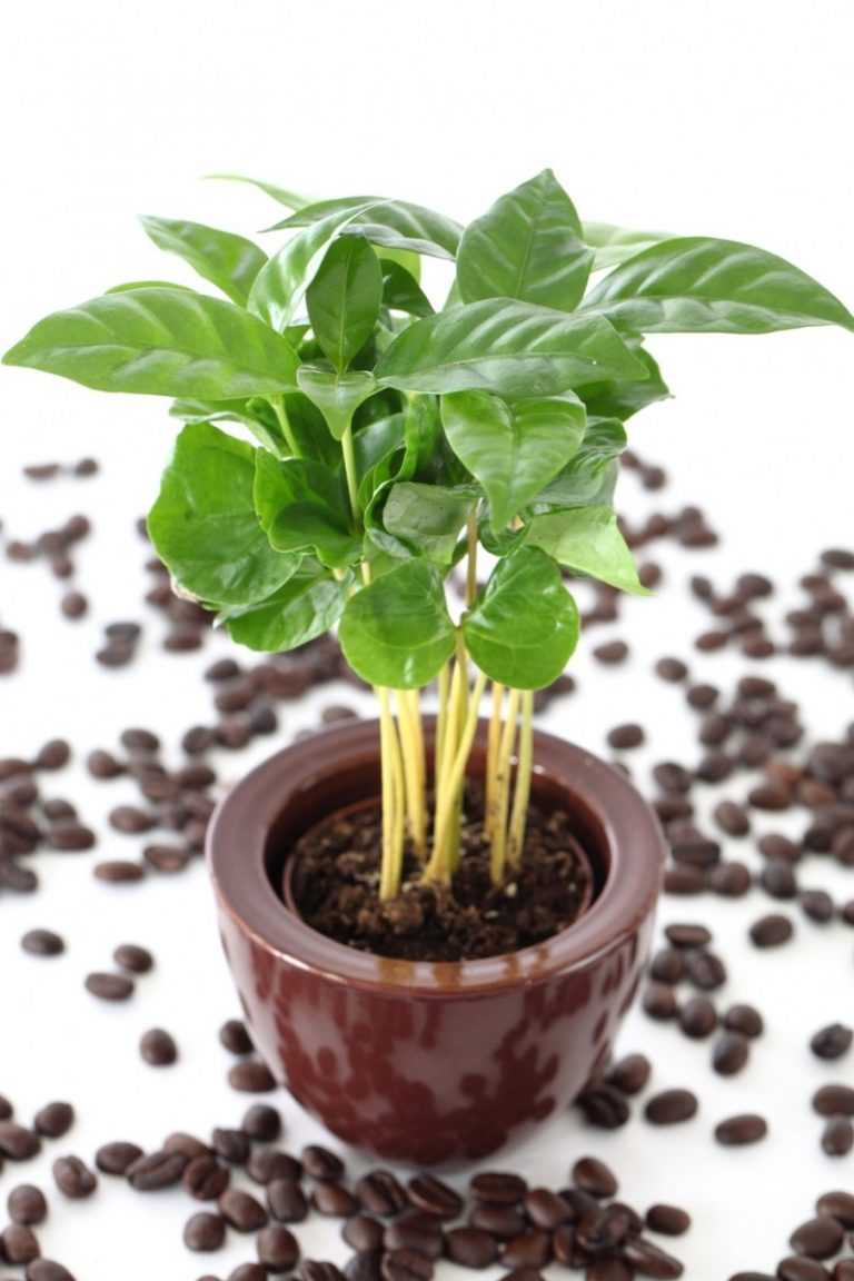 Кофейное дерево - растим в домашних условиях правильно (120 фото + видео)