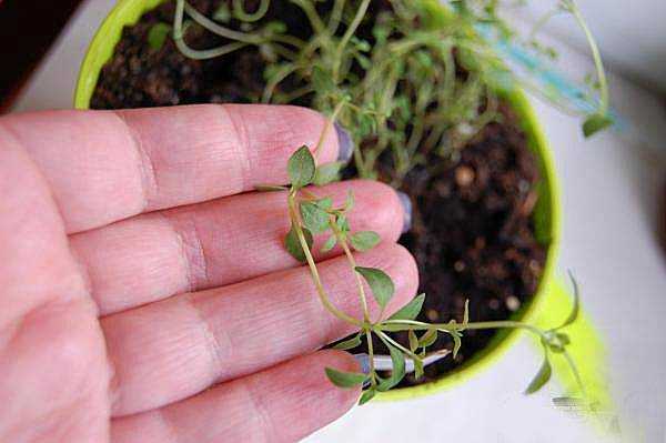 Чабер садовый: все о выращивании растения