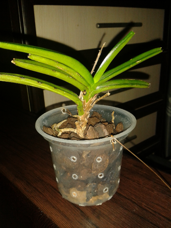 Орхидея в стеклянной вазе: выращивание, посадка и уход, требования к сосуду, фото
