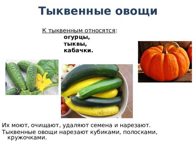 Огурец - характеристики и свойства посевной овощной культуры