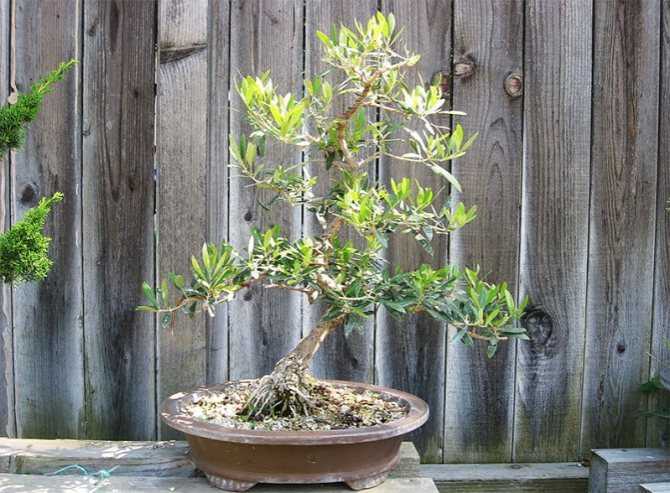 Оливковое дерево: уход в домашних условиях