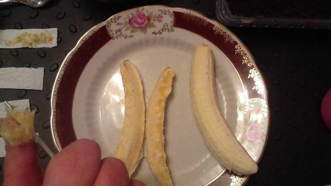 Вырастить банан из покупного банана. Банан из косточки. Семена домашнего банана. Банан из семян в домашних. Семена банана из банана.