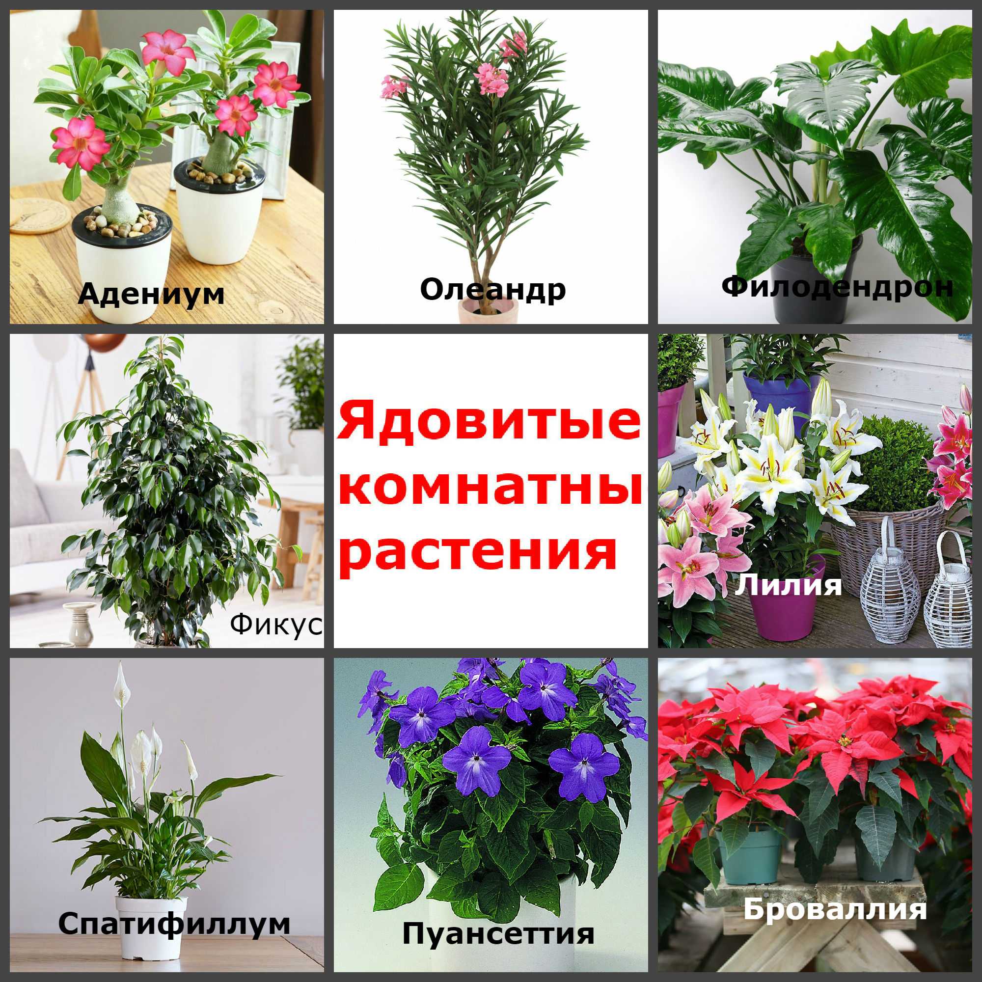 Удобрения для декоративно-лиственных растений | wikibotanika.ru