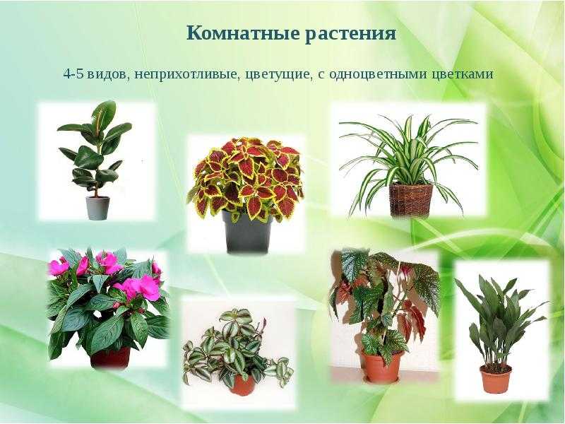 Неприхотливые комнатные растения: цветущие, аквариумные, тенелюбивые